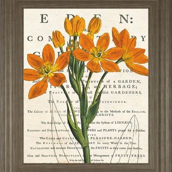 Eurphoria Botany By Sue Schlabach - Framed Print Wall Art - Orange